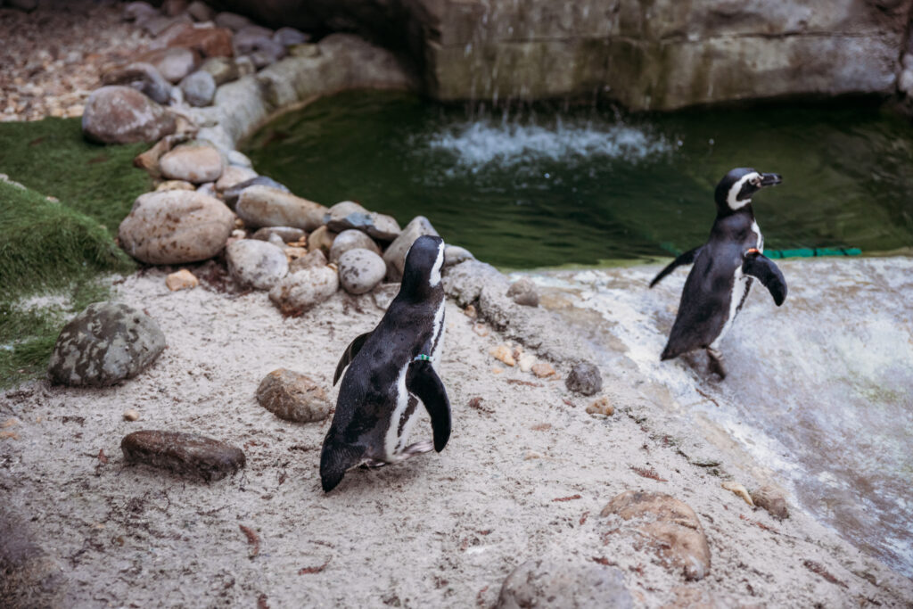 Jacksonville Zoo and Gardens Florida Georgia Wedding Photographer
